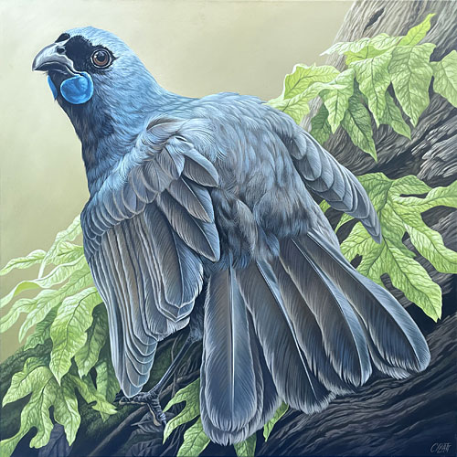Craig Platt nz bird art, Kokako, oil on canvas
